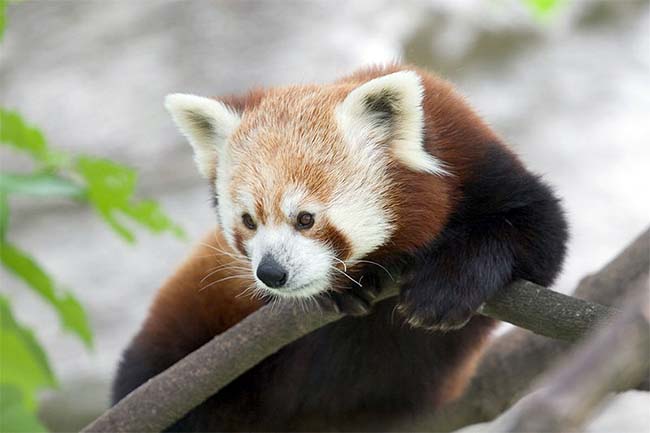 Challenges of Red Panda Conservation in India